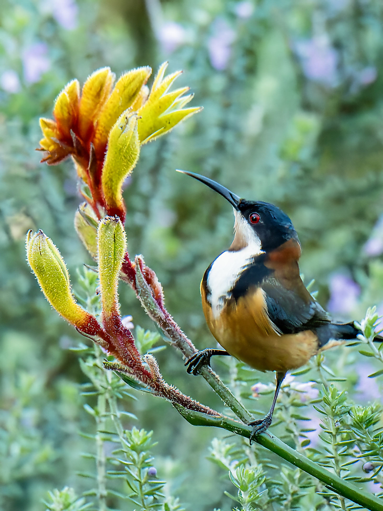 image Eastern Spinebill